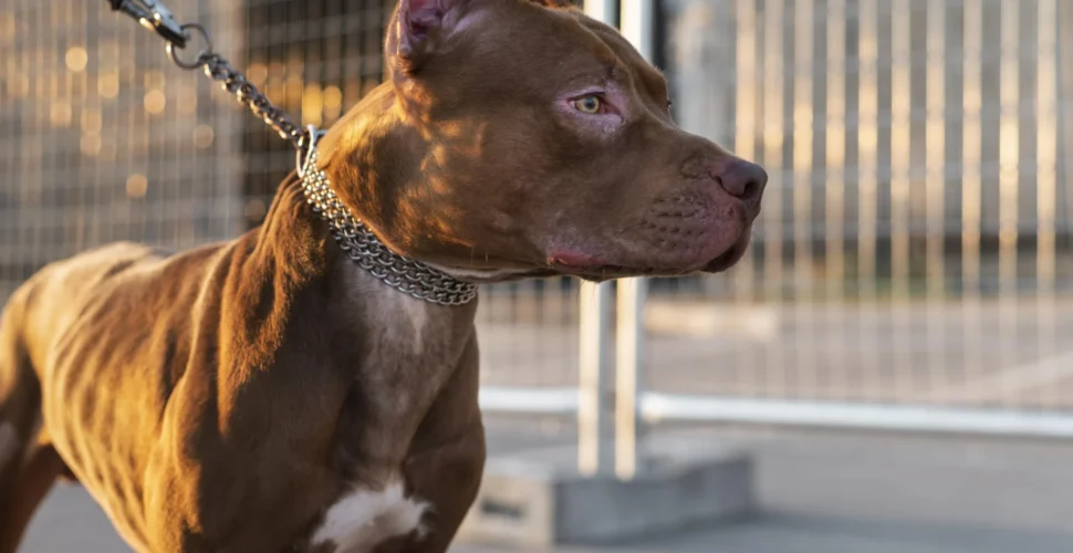 Mulher é atacada por pit bull e arrastada pela rua em Tubarão