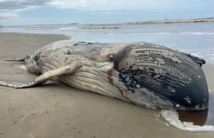 Baleia jubarte de sete metros é encontrada morta em Balneário Rincão