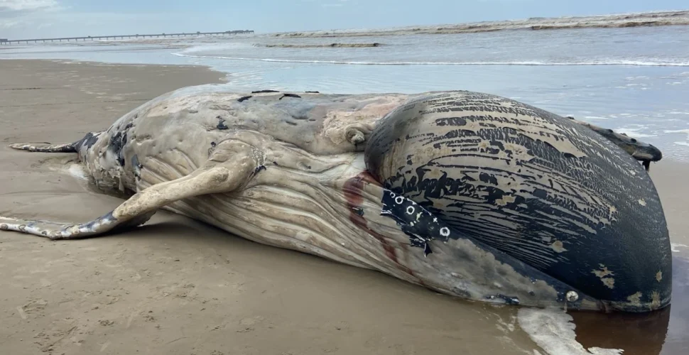 Baleia jubarte de sete metros é encontrada morta em Balneário Rincão