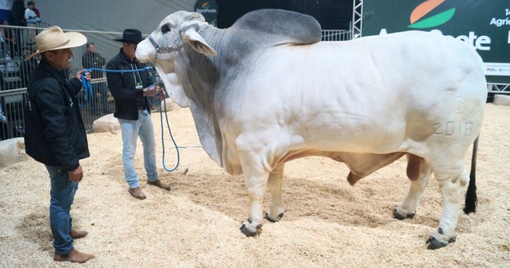 Cabanha de Içara apresenta touro gigante de 1,4 tonelada na Expointer