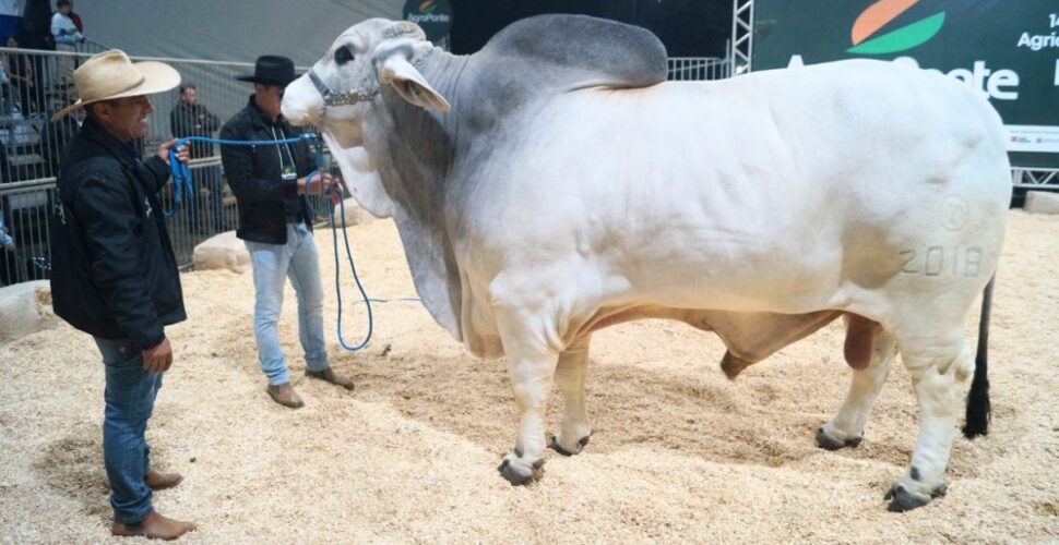 Cabanha de Içara apresenta touro gigante de 1,4 tonelada na Expointer
