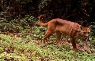Leão-baio é avistado em área rural de Urussanga e especialistas explicam como agir