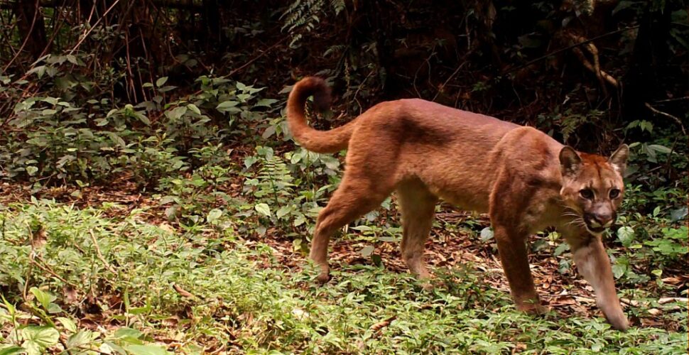 Leão-baio é avistado em área rural de Urussanga e especialistas explicam como agir