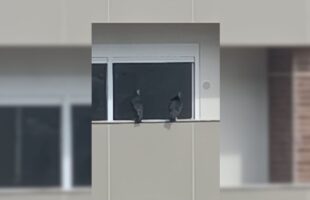 Invasão Inusitada: Urubus ‘visitam’ apartamentos no Centro de Criciúma e assustam moradores