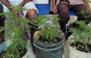 Operação policial em Garopaba desmantela cultivo de maconha e resgata cães vítimas de maus-tratos