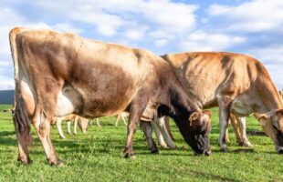 São Ludgero lidera em valor e SC é o 4º maior produtor de leite do Brasil em 2024