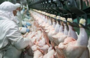 União Europeia retoma compra de frango brasileiro após embargo por gripe aviáriaNo