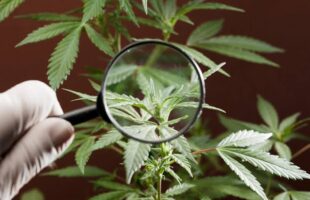 Unesc inicia estudo inédito no Brasil que associa cannabis e exercícios contra Parkinson
