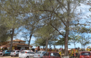 Sombra Perigosa: A árvore que ameaça invisivelmente o litoral de Santa Catarina