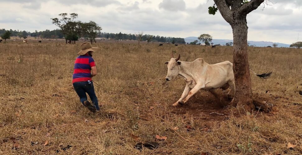 Idoso de 77 anos sobrevive a ataque de boi no interior de Urussanga