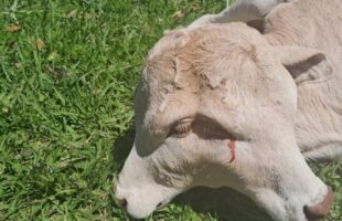 Bezerra com duas cabeças nasce em SC, mas não resiste e morre