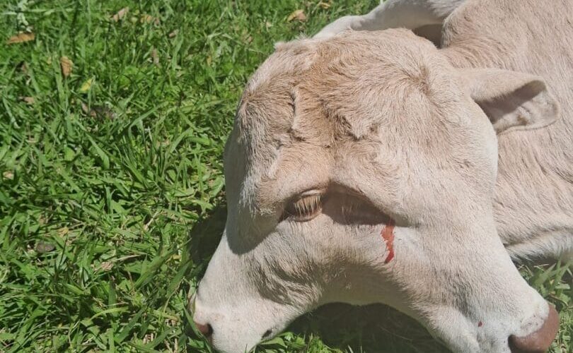 Bezerra com duas cabeças nasce em SC, mas não resiste e morre