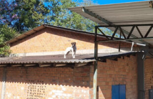 Cachorro é resgatado de telhado com ajuda de empilhadeira em Nova Veneza