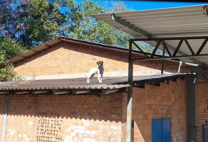 Cachorro é resgatado de telhado com ajuda de empilhadeira em Nova Veneza