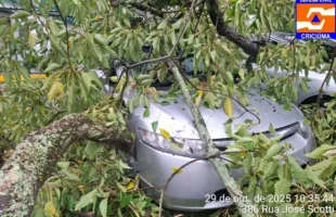 Chuva causa quedas de árvores e deslizamentos em Criciúma
