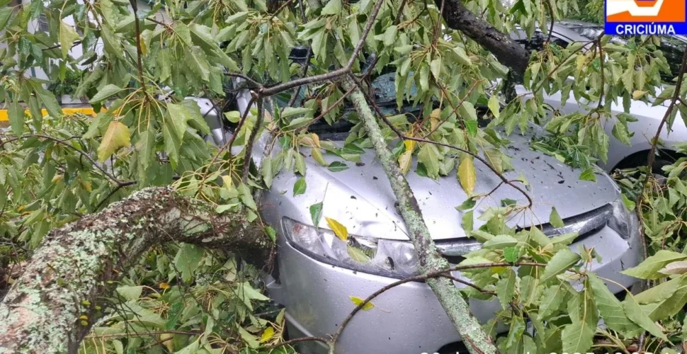 Chuva causa quedas de árvores e deslizamentos em Criciúma