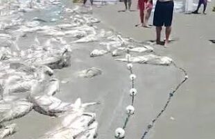 Laguna Celebra “Ouro Prateado”: Safra histórica de corvina alegra pescadores em SC