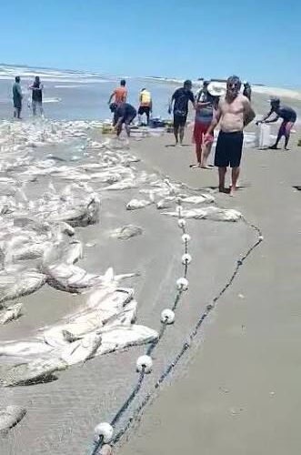 Laguna Celebra “Ouro Prateado”: Safra histórica de corvina alegra pescadores em SC