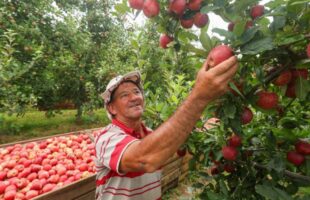Produtores catarinenses comemoram aumento de 28% na safra de maçã