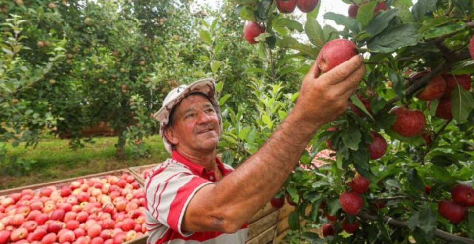 Produtores catarinenses comemoram aumento de 28% na safra de maçã
