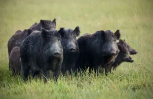 Javalis invadem 80% das cidades de Santa Catarina e chegam nas encostas da Serra