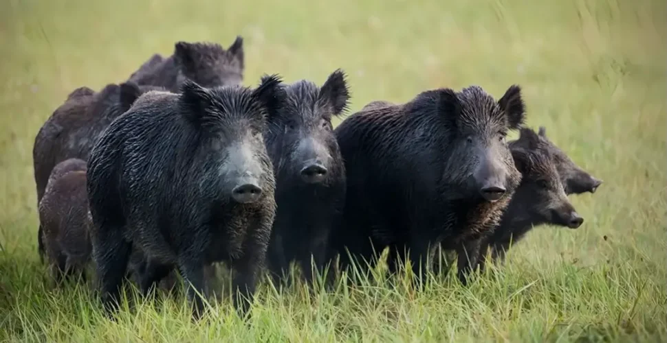Javalis invadem 80% das cidades de Santa Catarina e chegam nas encostas da Serra