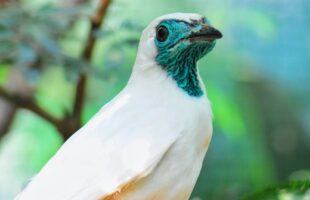 Ave símbolo de Santa Catarina tem primeiro registro fotográfico em Criciúma