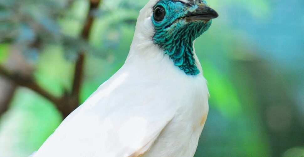 Ave símbolo de Santa Catarina tem primeiro registro fotográfico em Criciúma