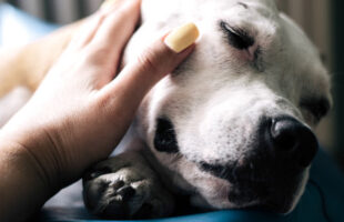Homem atira com crueldade em cachorro de rua e foge em Criciúma