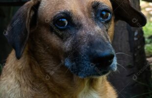 Violência contra cães comunitários acende alerta sobre segurança no Centro de Criciúma