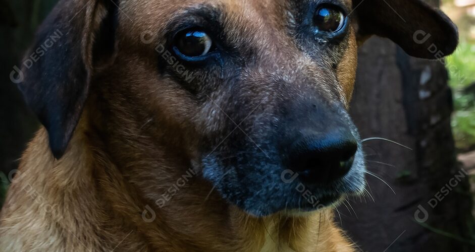 Violência contra cães comunitários acende alerta sobre segurança no Centro de Criciúma