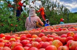 A cidade gelada que abastece o Brasil de maçãs