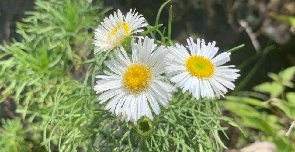 Flor que que só existe na Serra, luta para  sobreviver em Lauro Muller