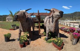 Carro de Boi de 15 Toneladas: Pedras Grandes (SC) Lança Monumento para Entrar no Guinness World Records