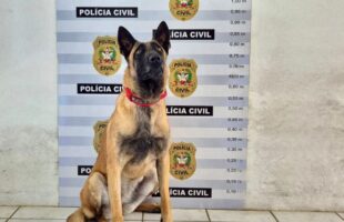 Sete pessoas são presas em operação contra o tráfico de drogas em Orleans e Criciúma