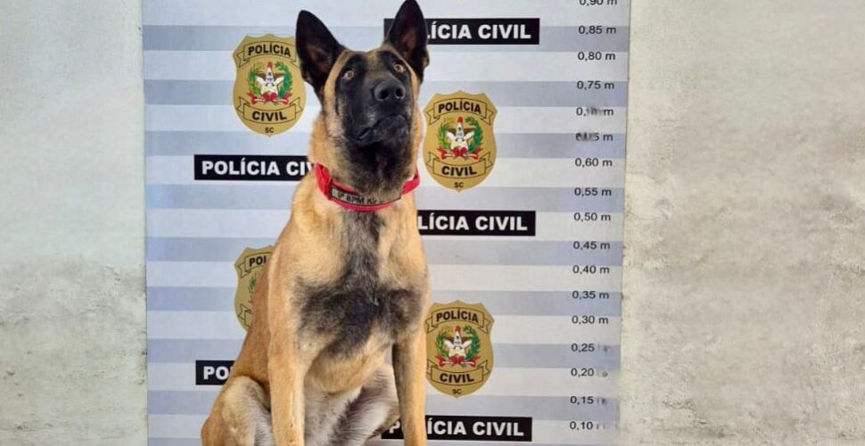 Sete pessoas são presas em operação contra o tráfico de drogas em Orleans e Criciúma