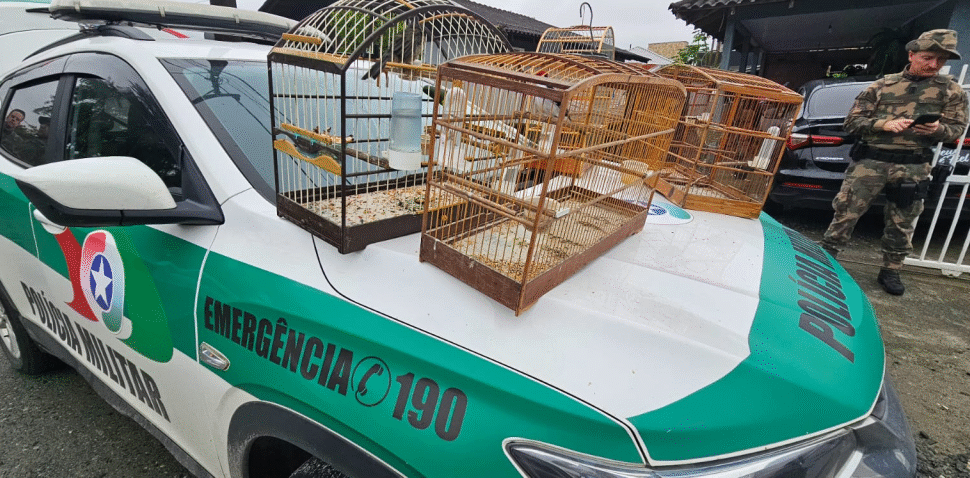 Polícia deflagra operação contra tráfico de animais silvestres em Santa Catarina