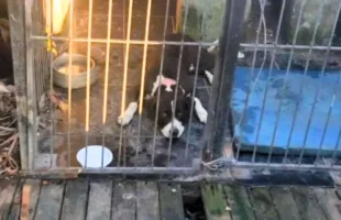 Cachorro impede assalto e mata invasor durante ataque em residência em Florianópolis