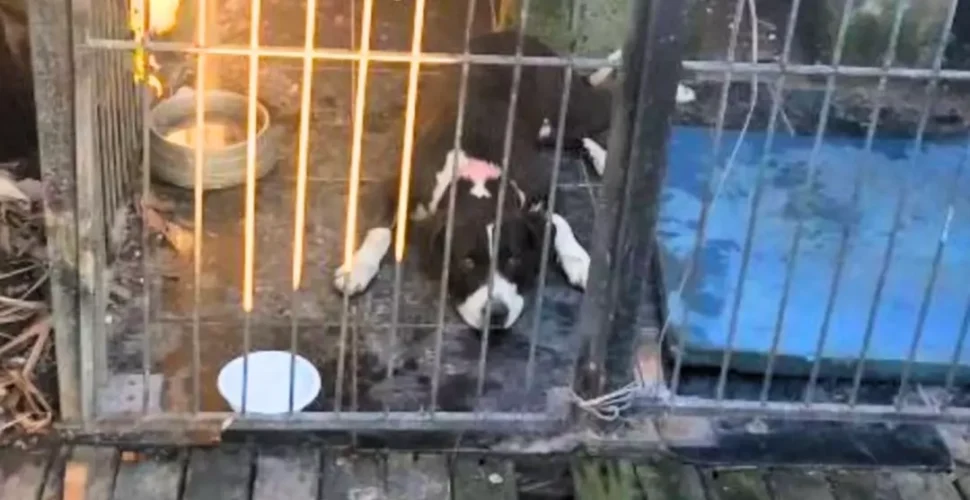 Cachorro impede assalto e mata invasor durante ataque em residência em Florianópolis