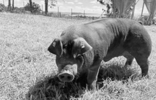 Suíno de raça pura avaliado em R$ 20 mil é morto a tiros após invadir terreno em Braço do Norte