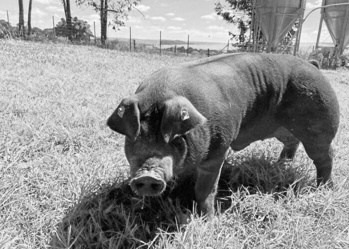 Suíno de raça pura avaliado em R$ 20 mil é morto a tiros após invadir terreno em Braço do Norte