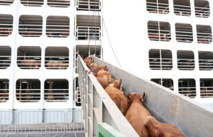 Proibição da exportação de gado vivo acende alerta sobre prejuízos na pecuária