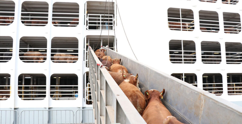 Proibição da exportação de gado vivo acende alerta sobre prejuízos na pecuária
