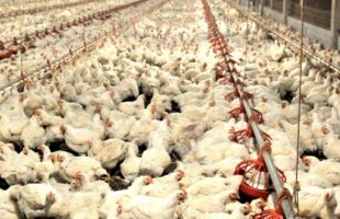 China reabre mercado e retoma importação de frango brasileiro