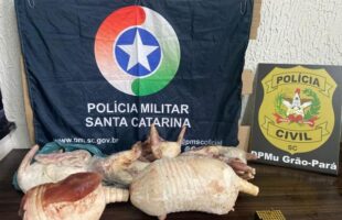 Freezer escondia arsenal e carcaças de tatus em operação policial