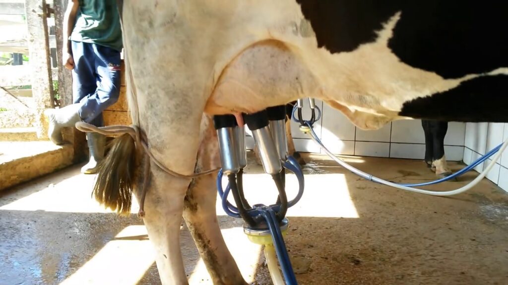 Preço do leite em queda preocupa mais de 30 mil famílias em Santa Catarina