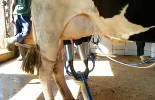 Preço do leite em queda preocupa mais de 30 mil famílias em Santa Catarina