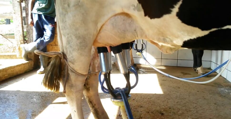 Preço do leite em queda preocupa mais de 30 mil famílias em Santa Catarina