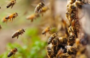Abelhas em enxame: surto atinge Grande Florianópolis e preocupa bombeiros de São José a Lauro Müller