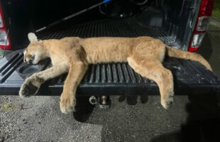 Puma é vítima fatal de atropelamento próximo de Pedras Grandes